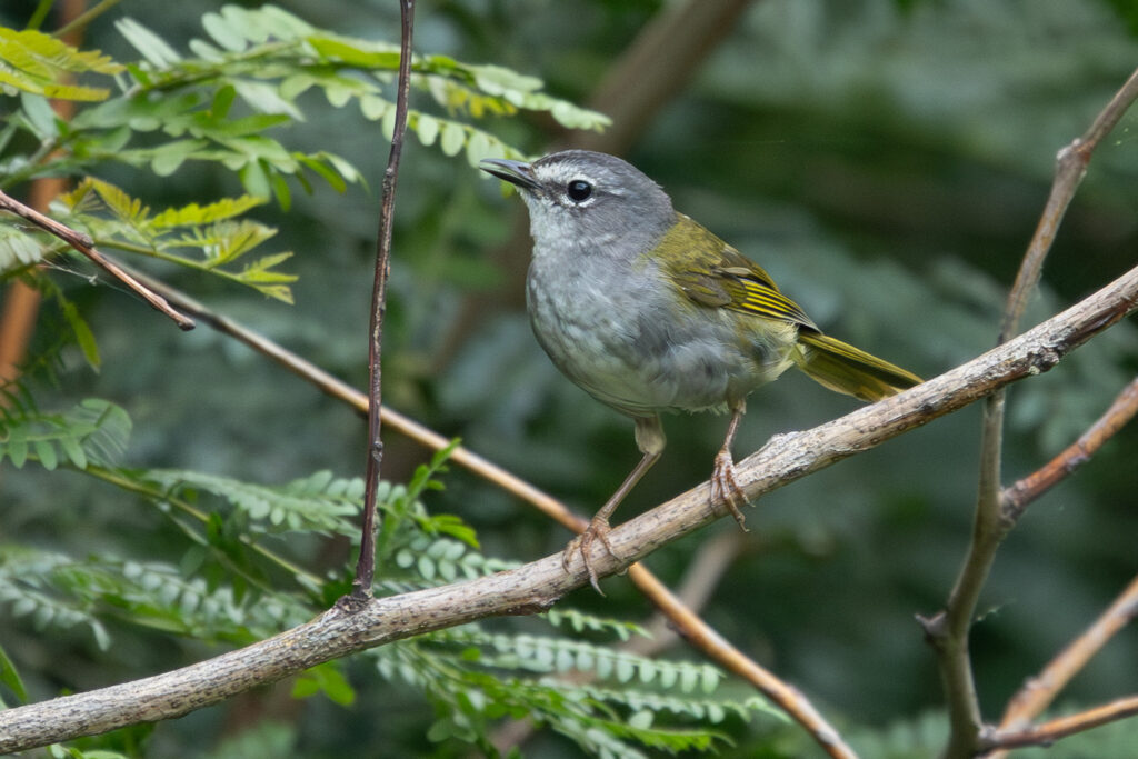 4w1a0355 enhanced nr