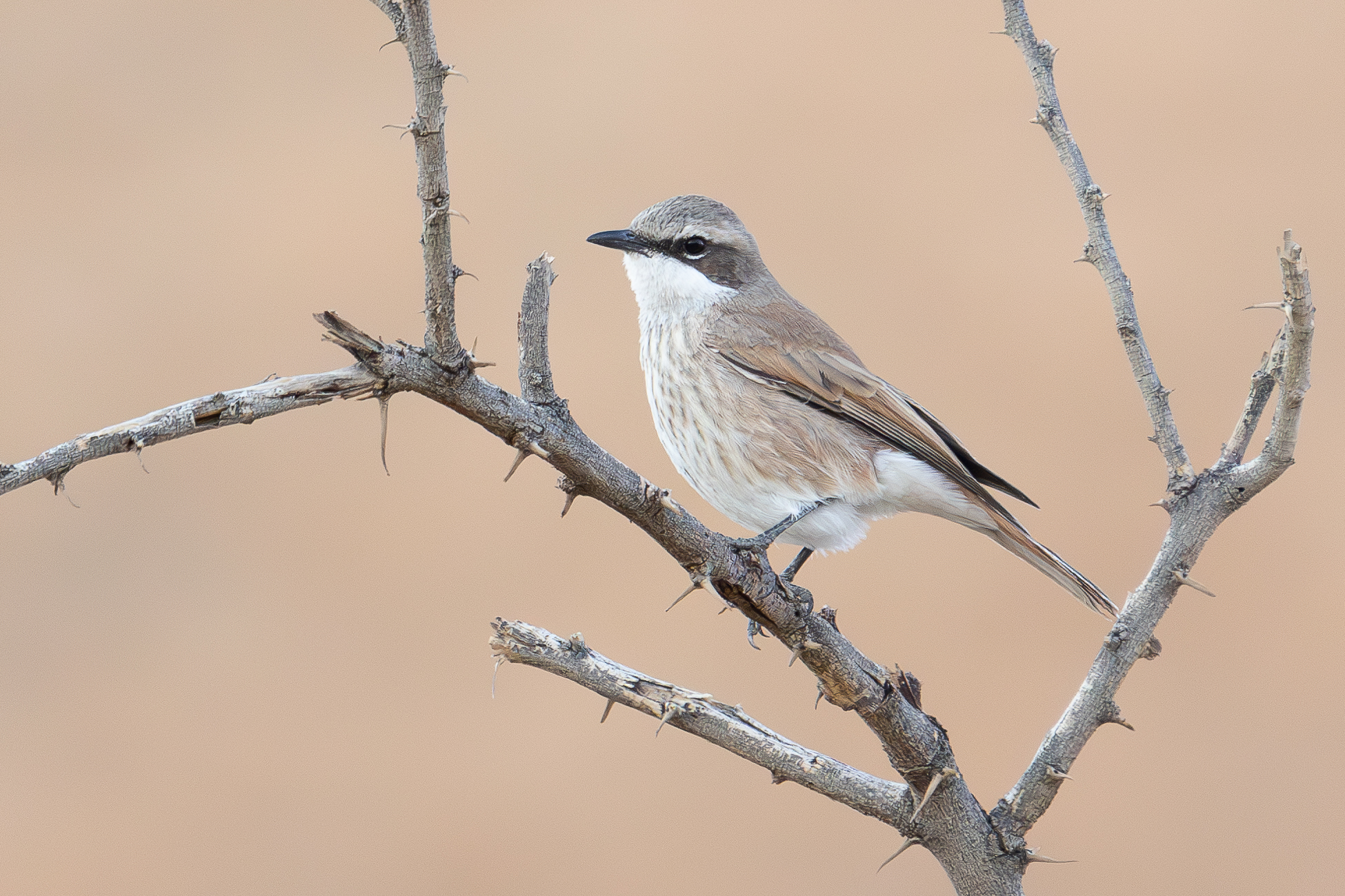 4w1a0455 enhanced nr