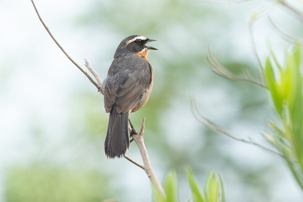 4w1a0789 enhanced nr