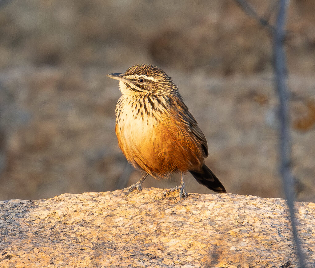 4w1a1003 enhanced nr