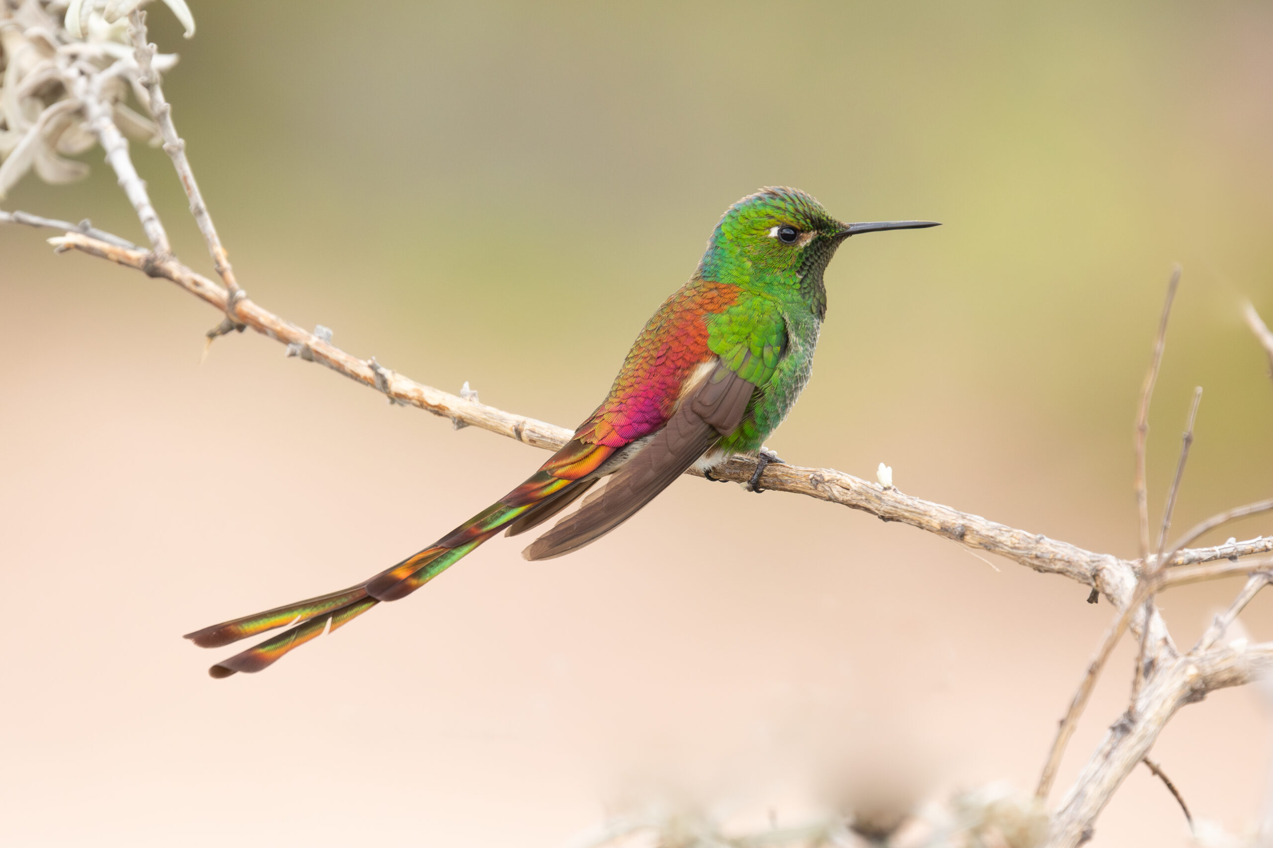 4w1a1738 enhanced nr