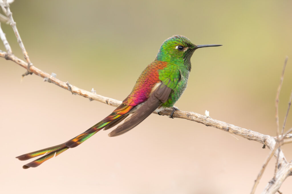 4w1a1738 enhanced nr