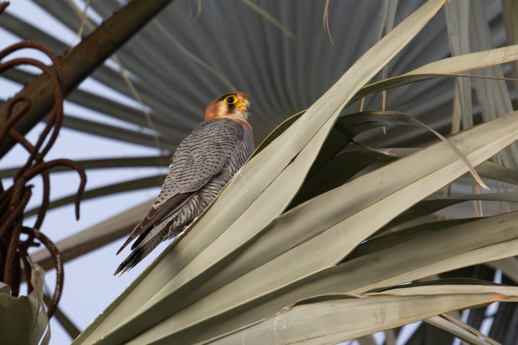 4w1a2065 enhanced nr