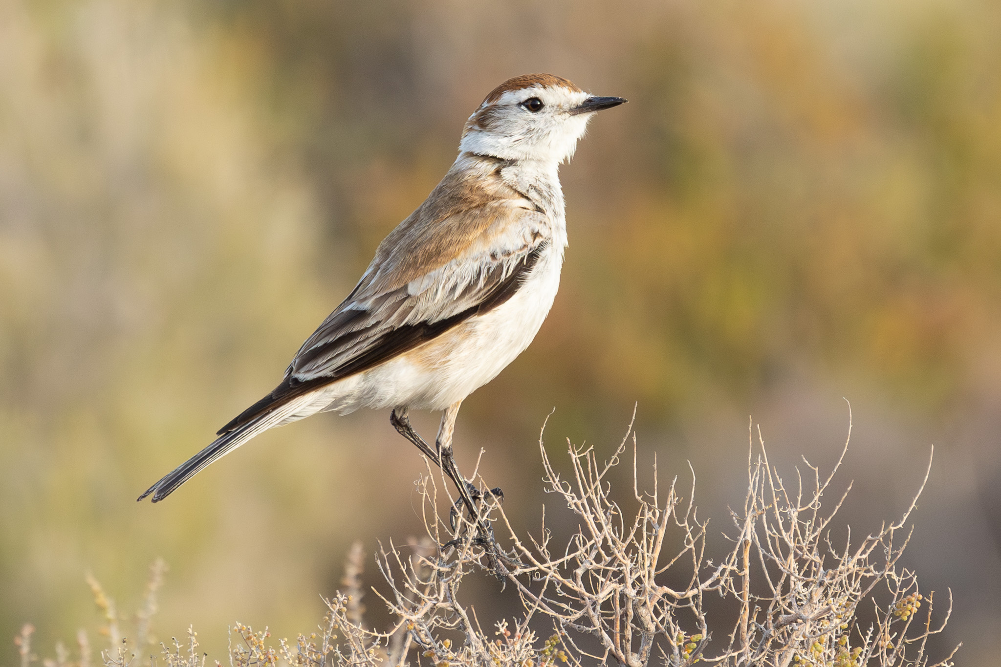 4w1a2901 enhanced nr