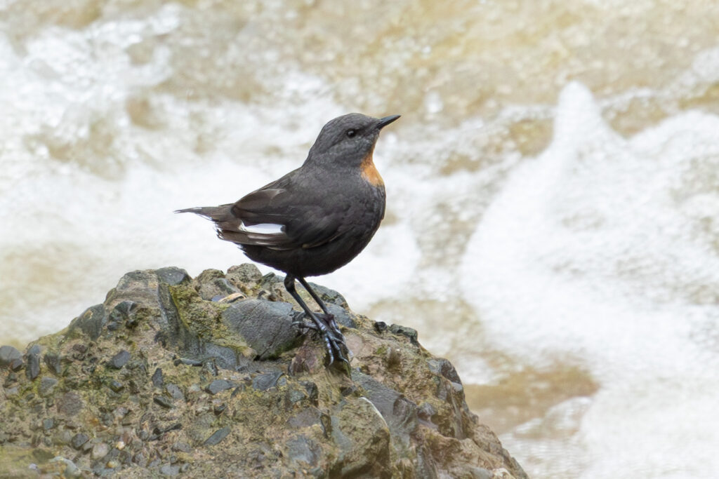 4w1a3174 enhanced nr