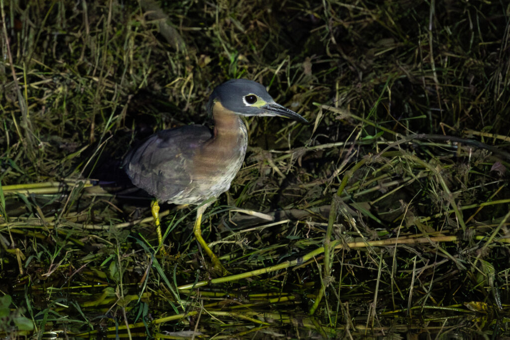 4w1a3394 enhanced nr