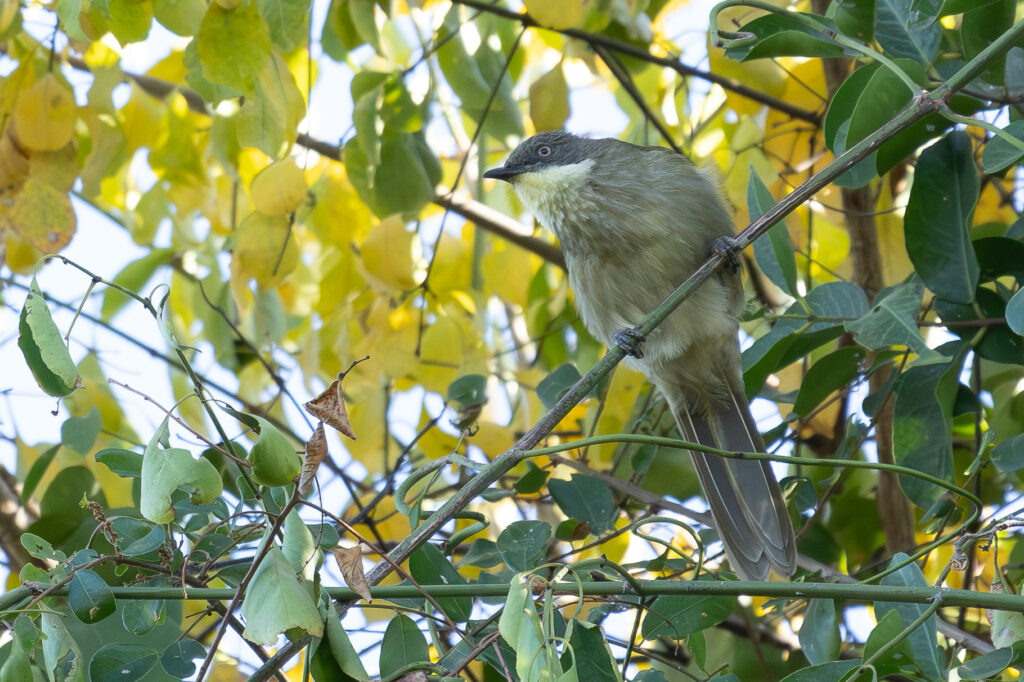 4w1a3441 enhanced nr