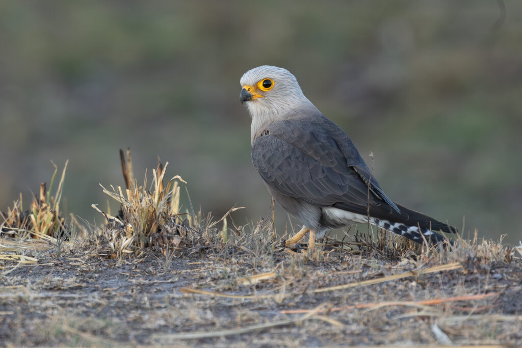 4w1a3860 enhanced nr