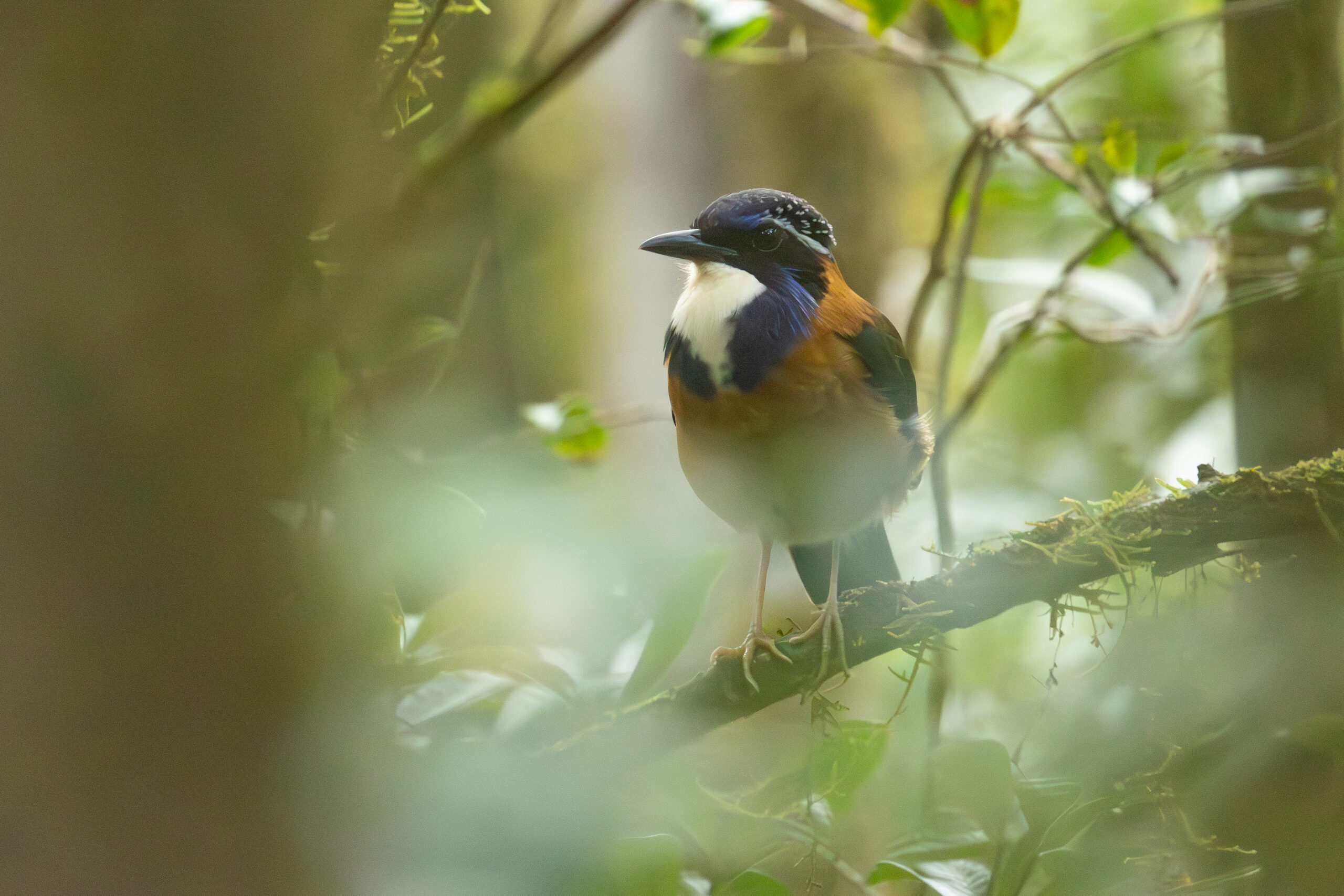 4w1a3967 enhanced nr 3