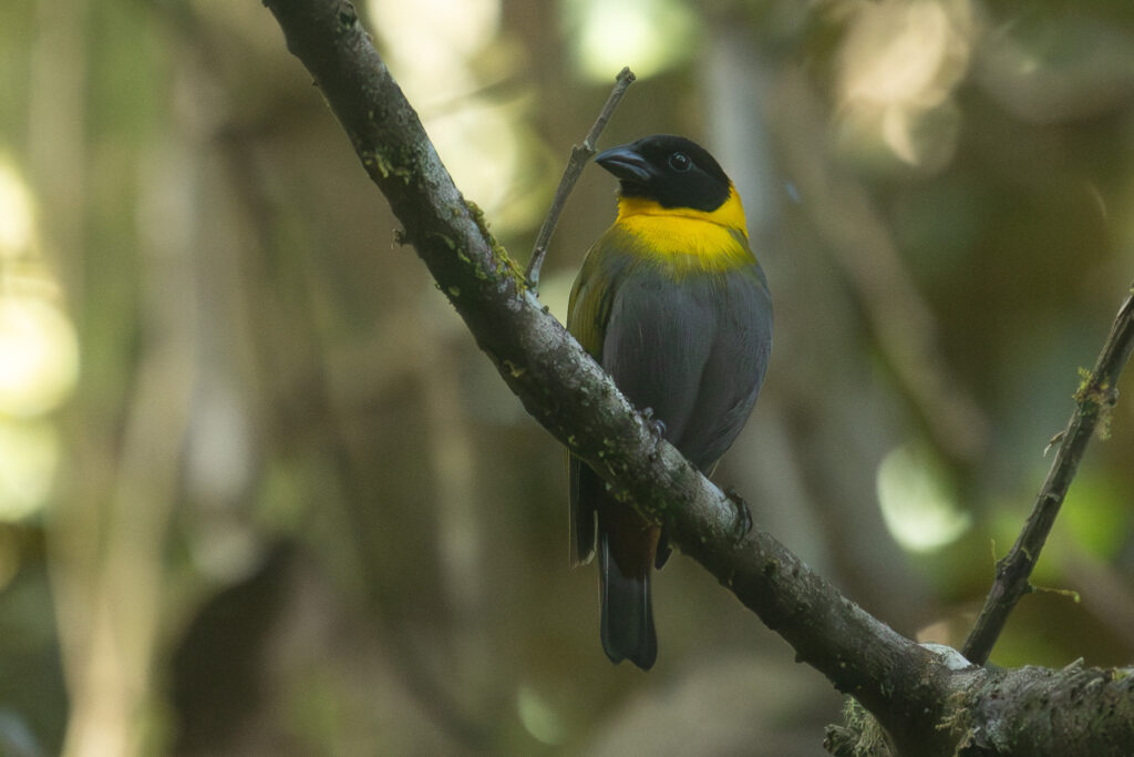 4w1a4062 enhanced nr