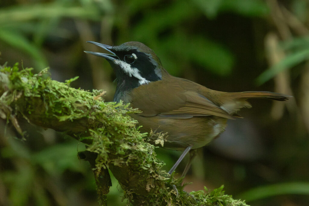 4w1a4086 enhanced nr