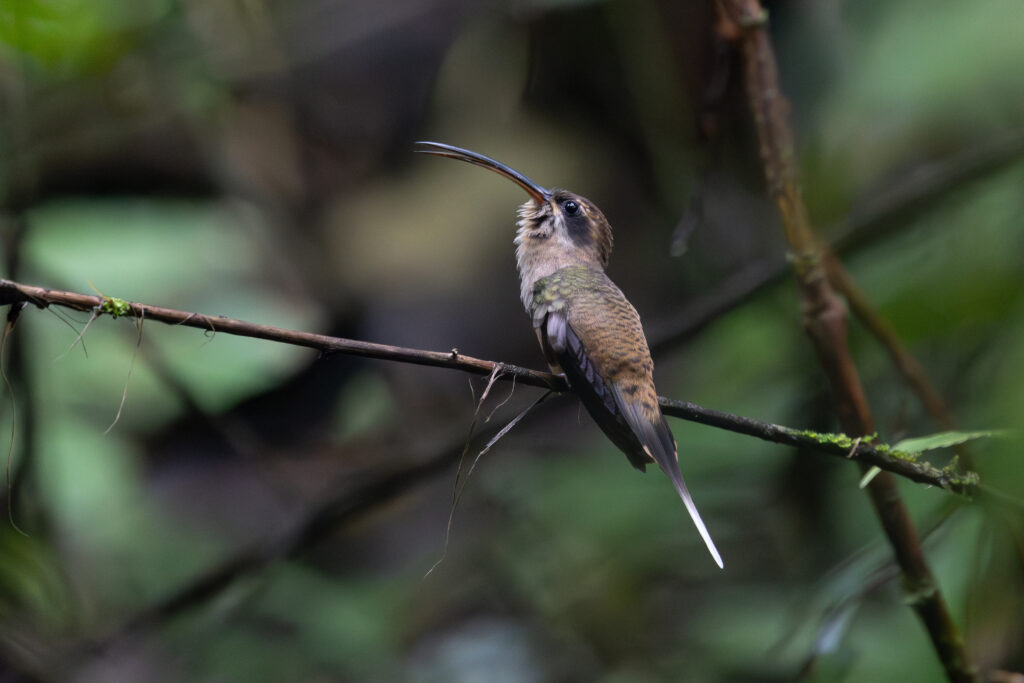 4w1a4383 enhanced nr