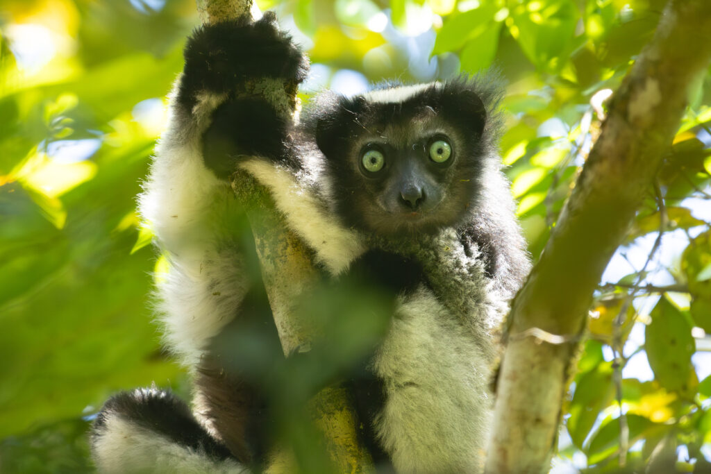 4w1a4441 enhanced nr