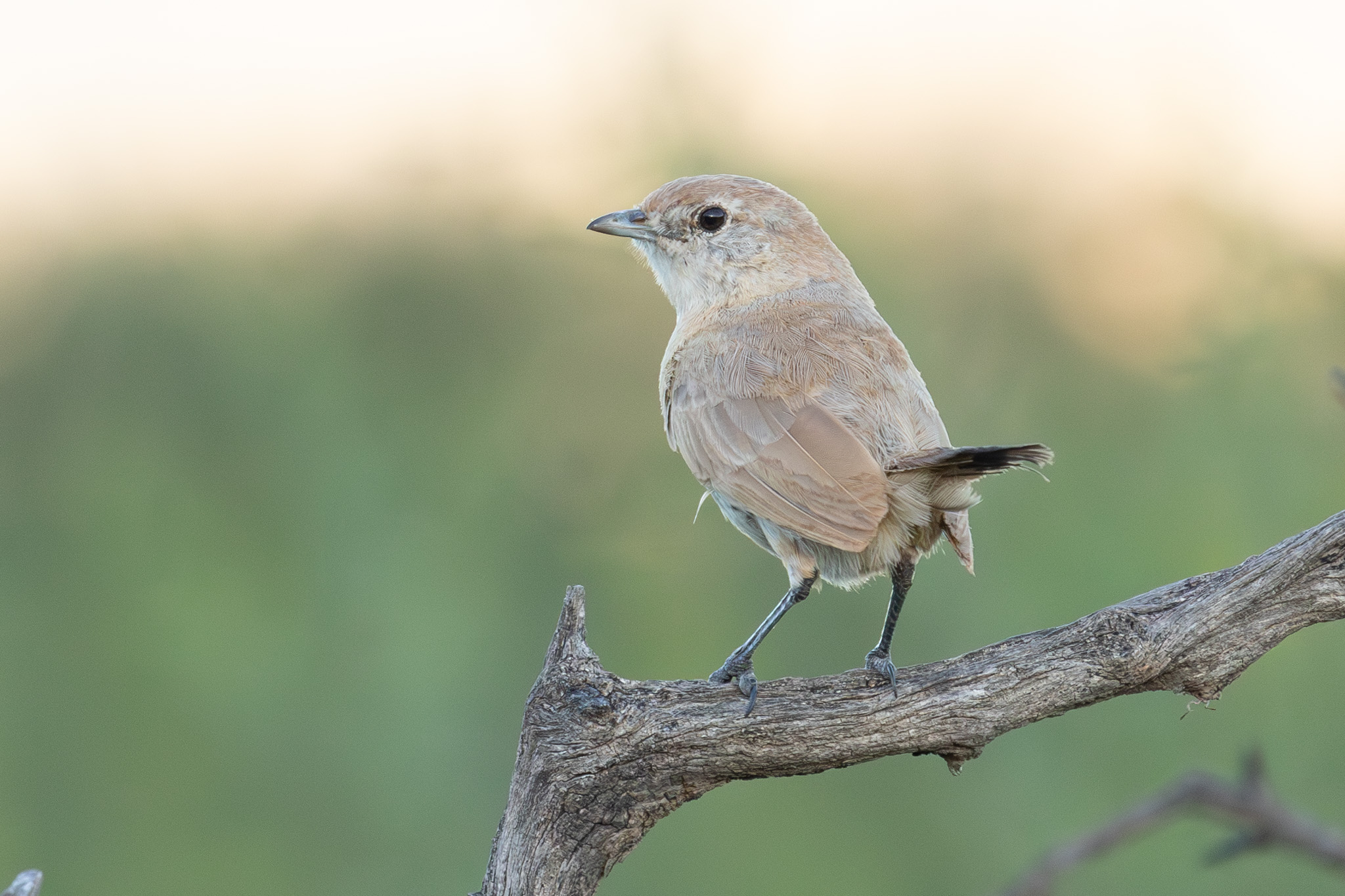 4w1a4445 enhanced nr