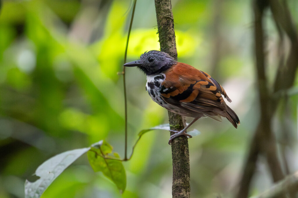 4w1a4770 enhanced nr