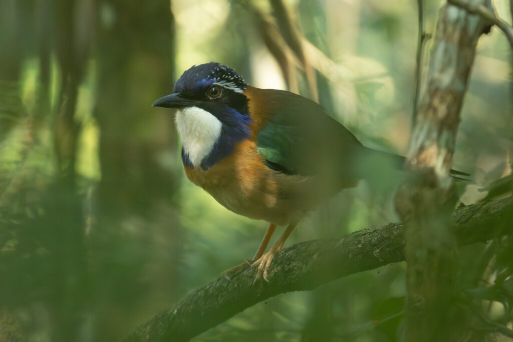 4w1a4796 enhanced nr