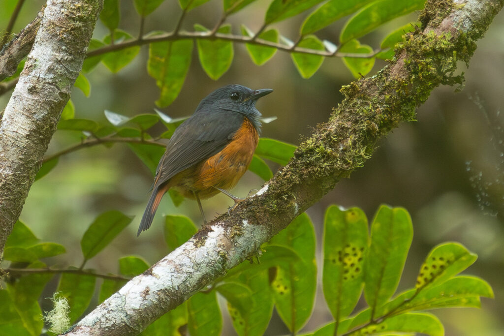 4w1a5121 enhanced nr