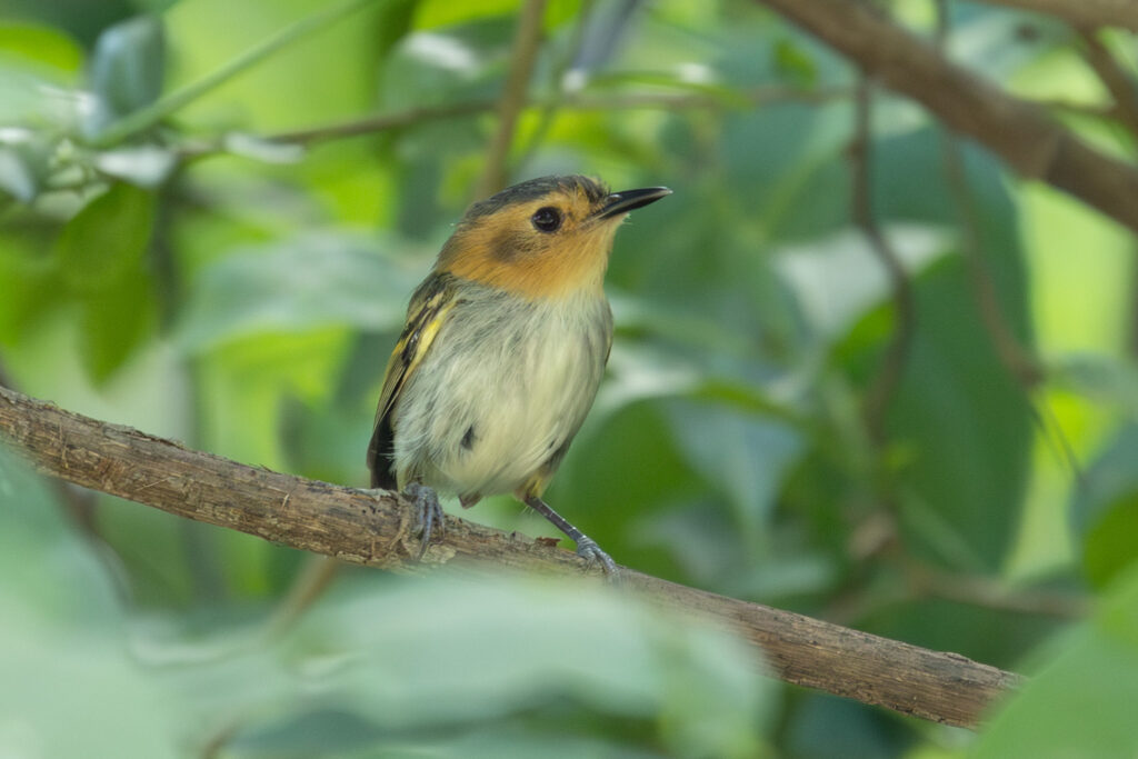 4w1a5174 enhanced nr