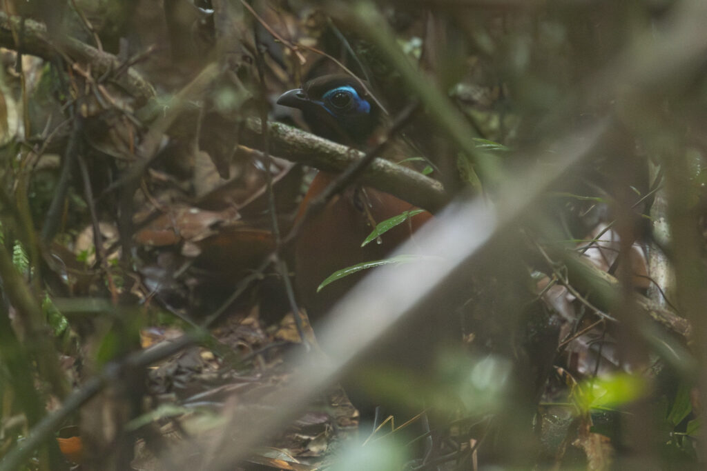 4w1a5337 enhanced nr