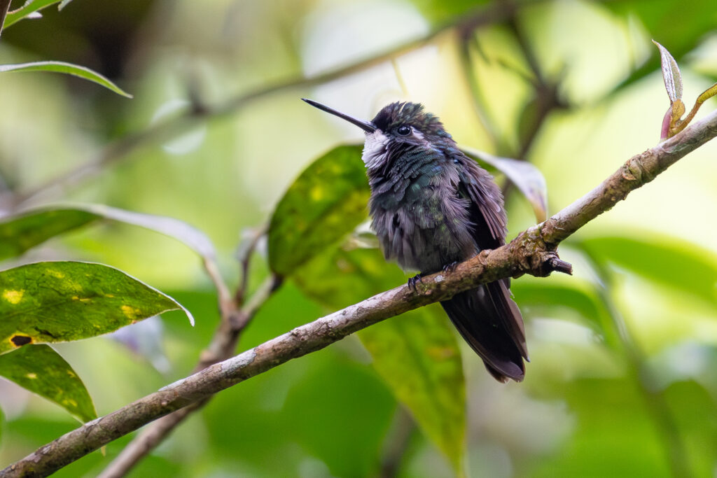 4w1a5384 enhanced nr