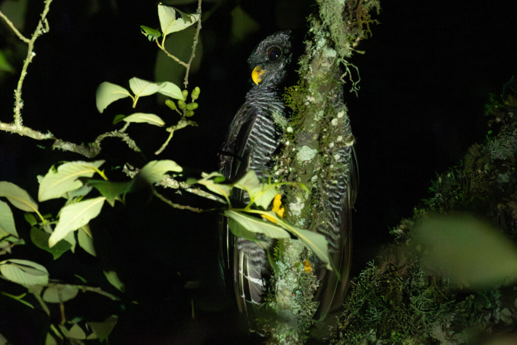 4w1a5399 enhanced nr