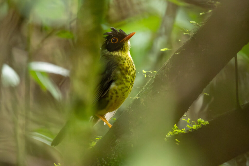 4w1a5468 enhanced nr