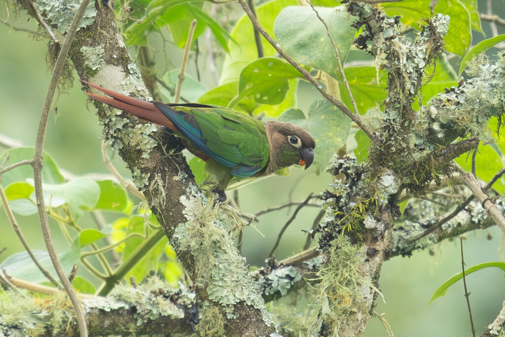 4w1a5497 enhanced nr