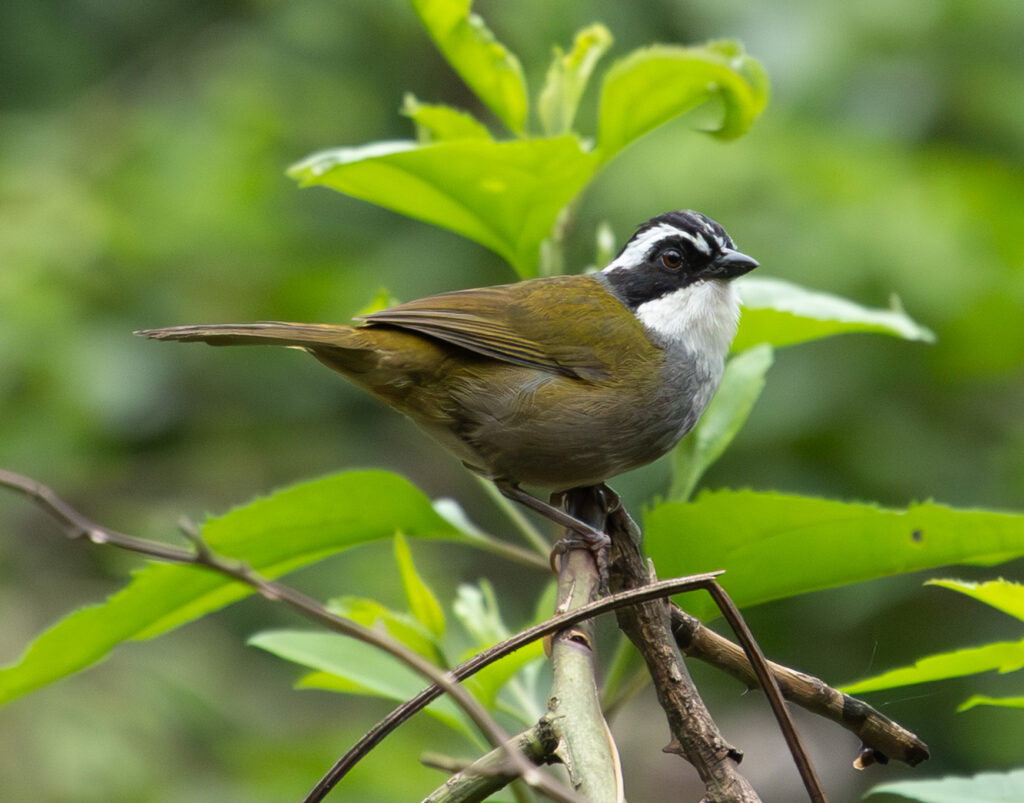 4w1a5681 enhanced nr