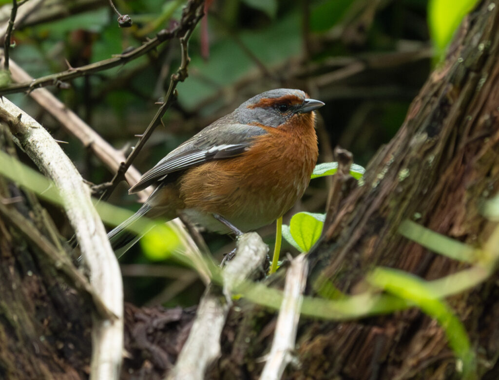 4w1a5747 enhanced nr 2