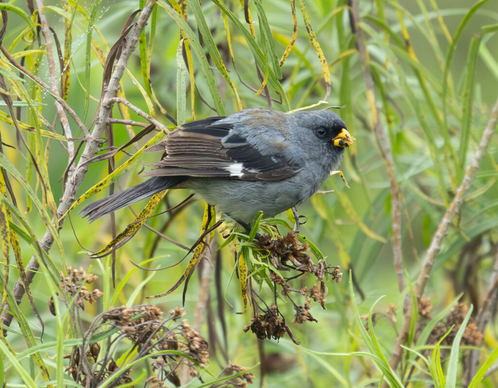 4w1a5756 enhanced nr 3