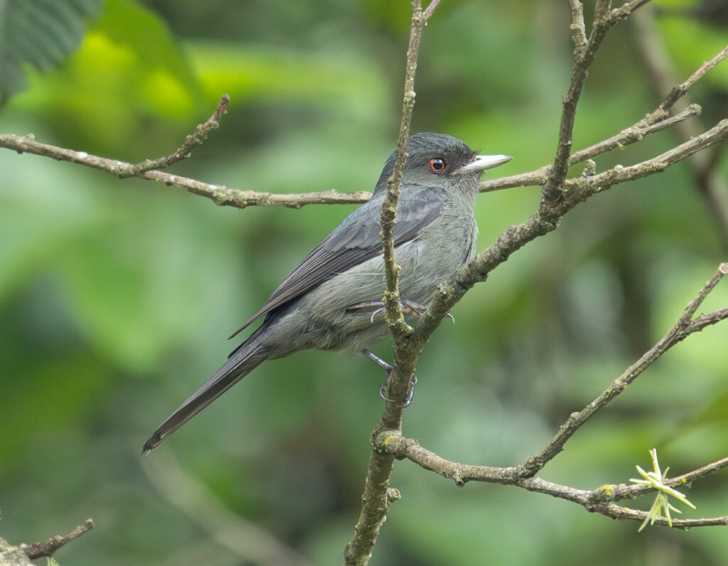 4w1a5787 enhanced nr 3