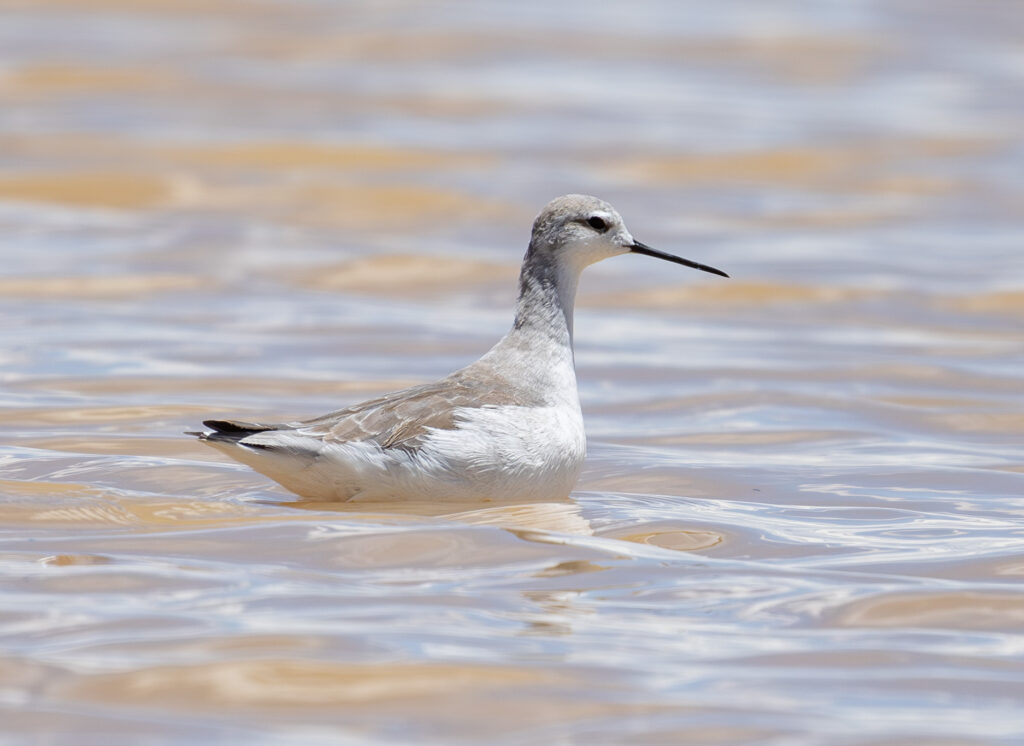 4w1a6366 enhanced nr