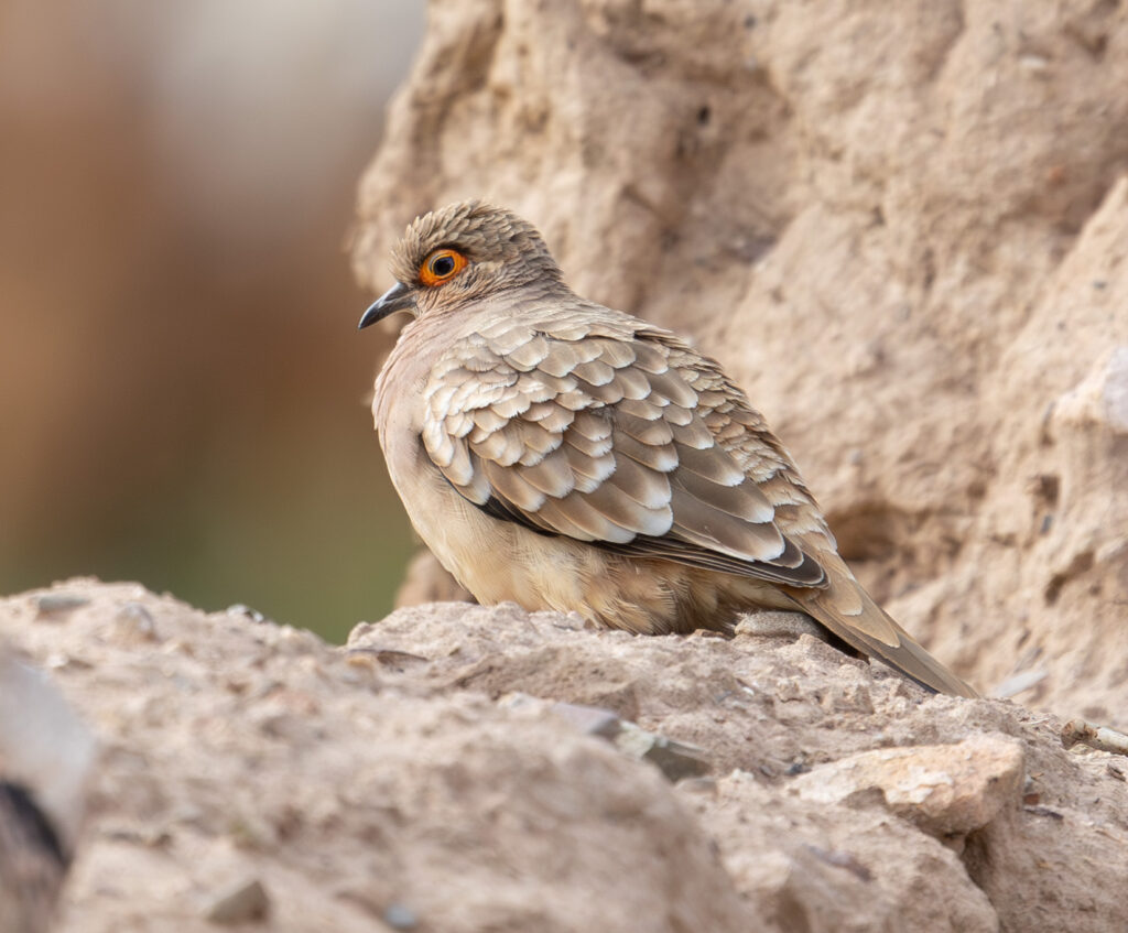 4w1a6477 enhanced nr