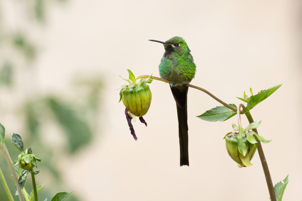 4w1a6518 enhanced nr