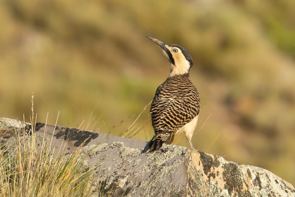 4w1a6547 enhanced nr