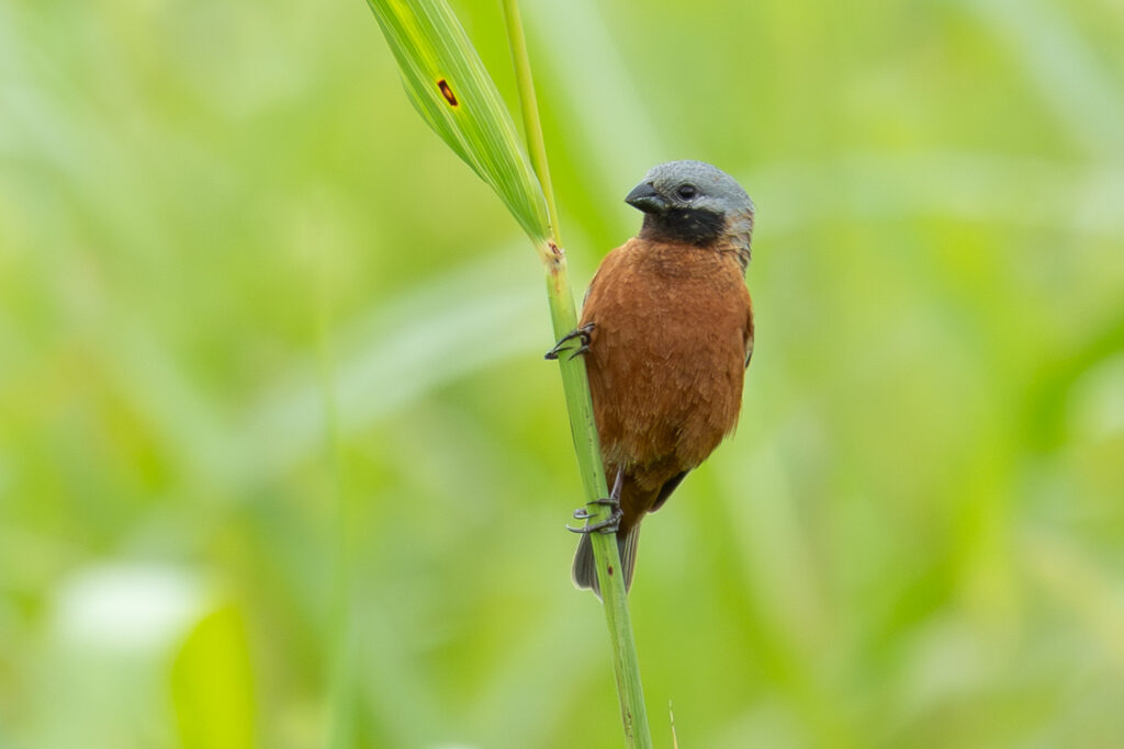 4w1a6807 enhanced nr