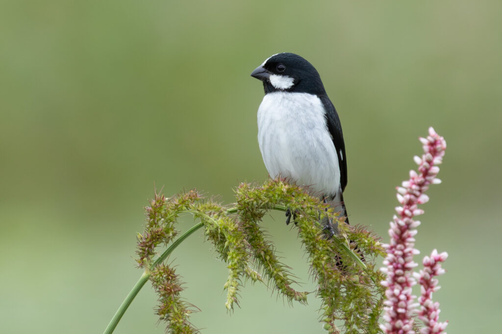 4w1a6882 enhanced nr