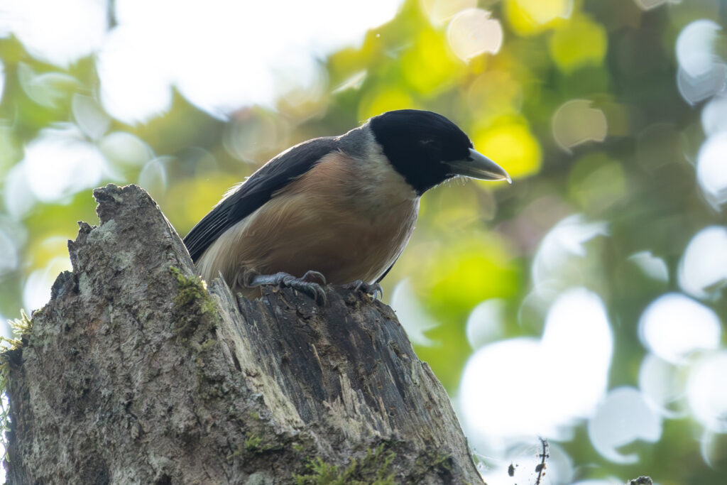 4w1a6954 enhanced nr