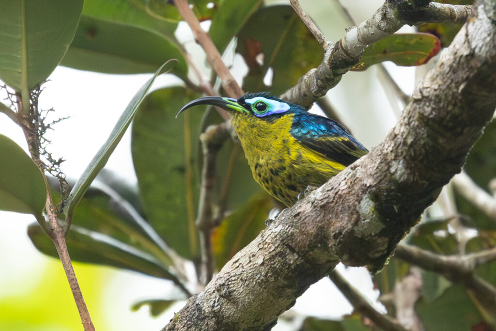 4w1a7153 enhanced nr