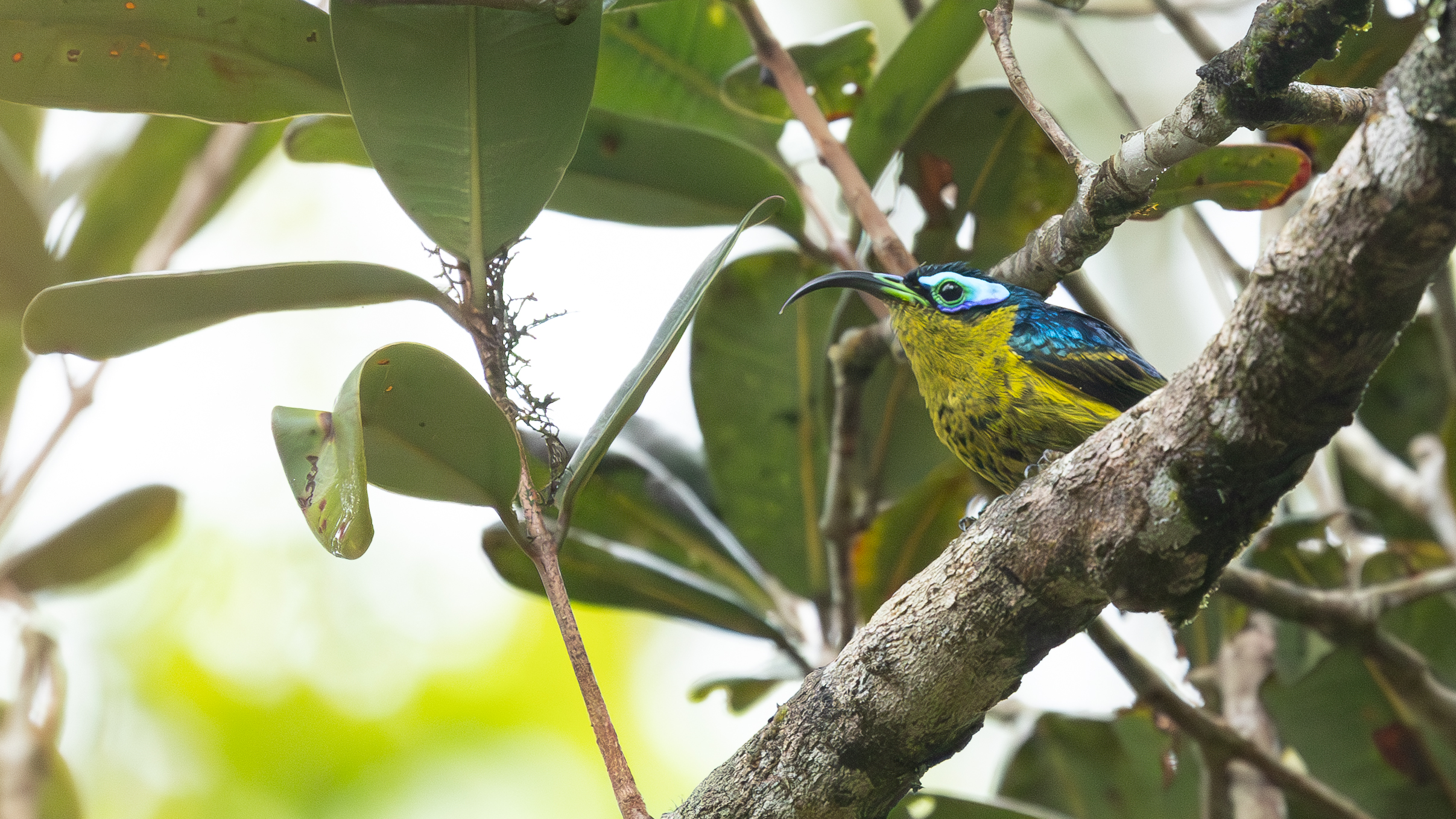 4w1a7153 enhanced nr 3