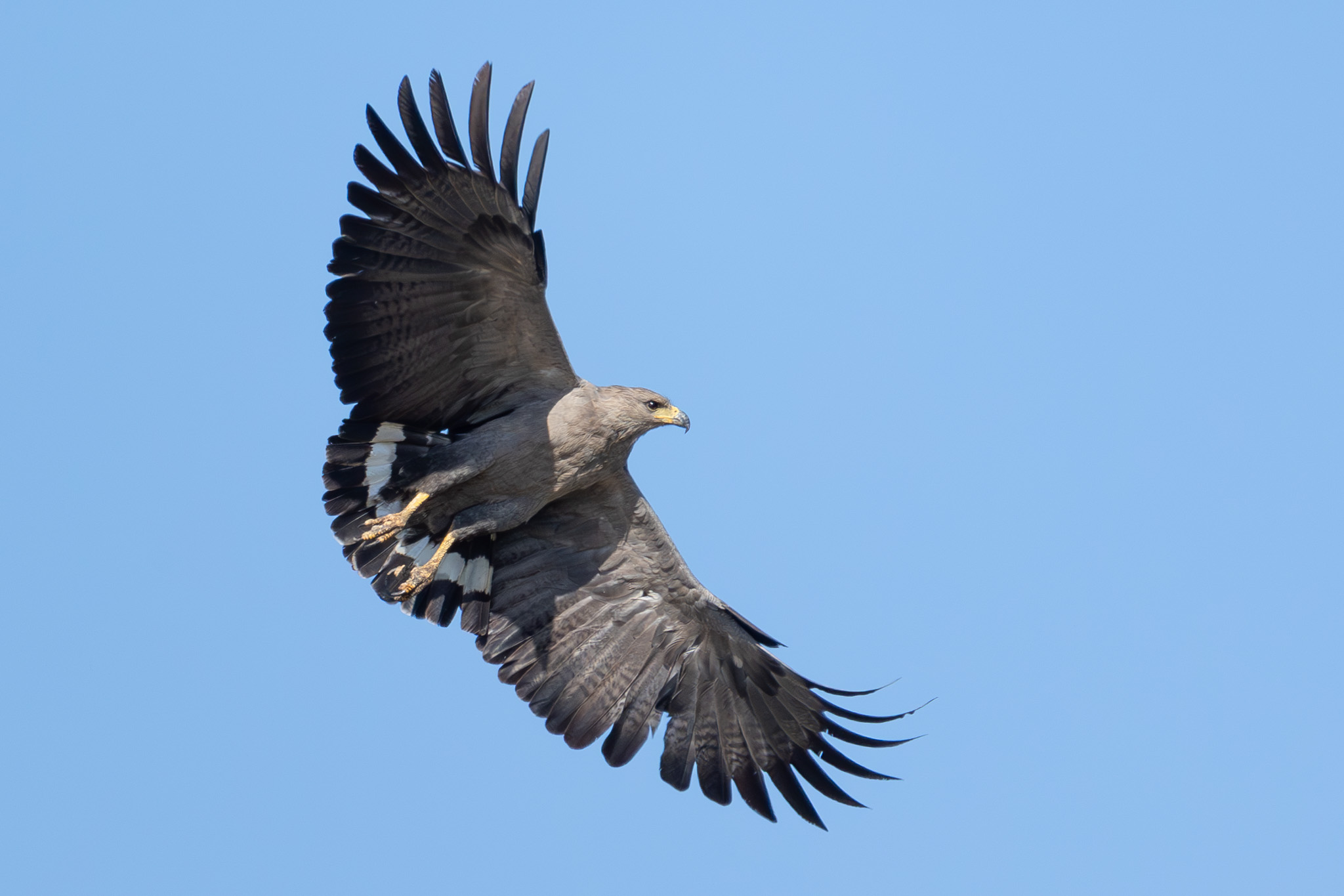 4w1a7155 enhanced nr