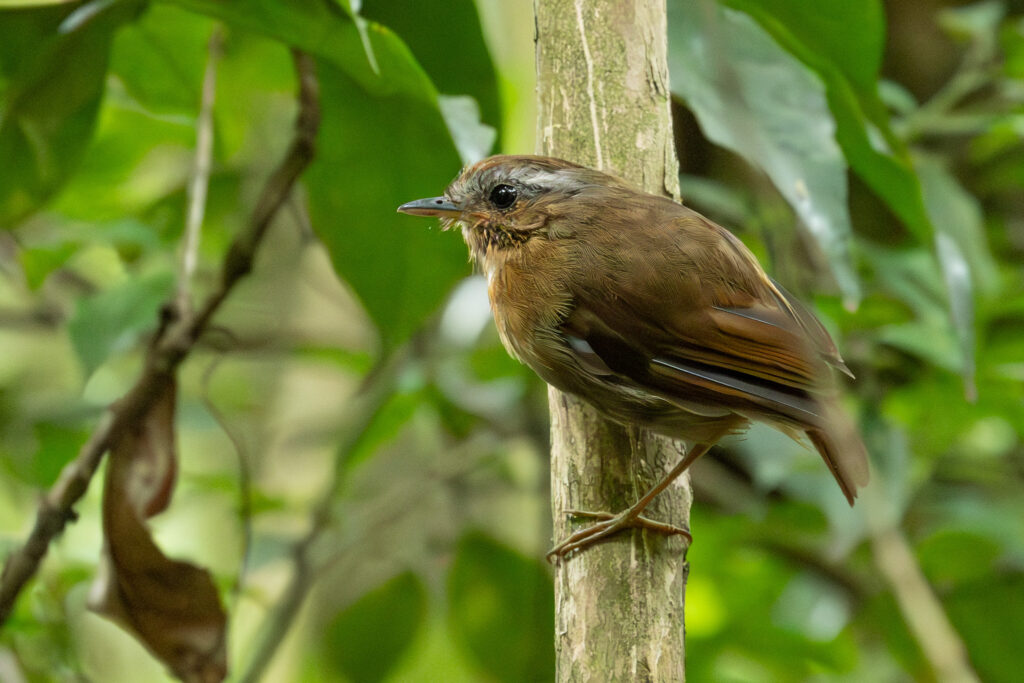 4w1a7375 enhanced nr