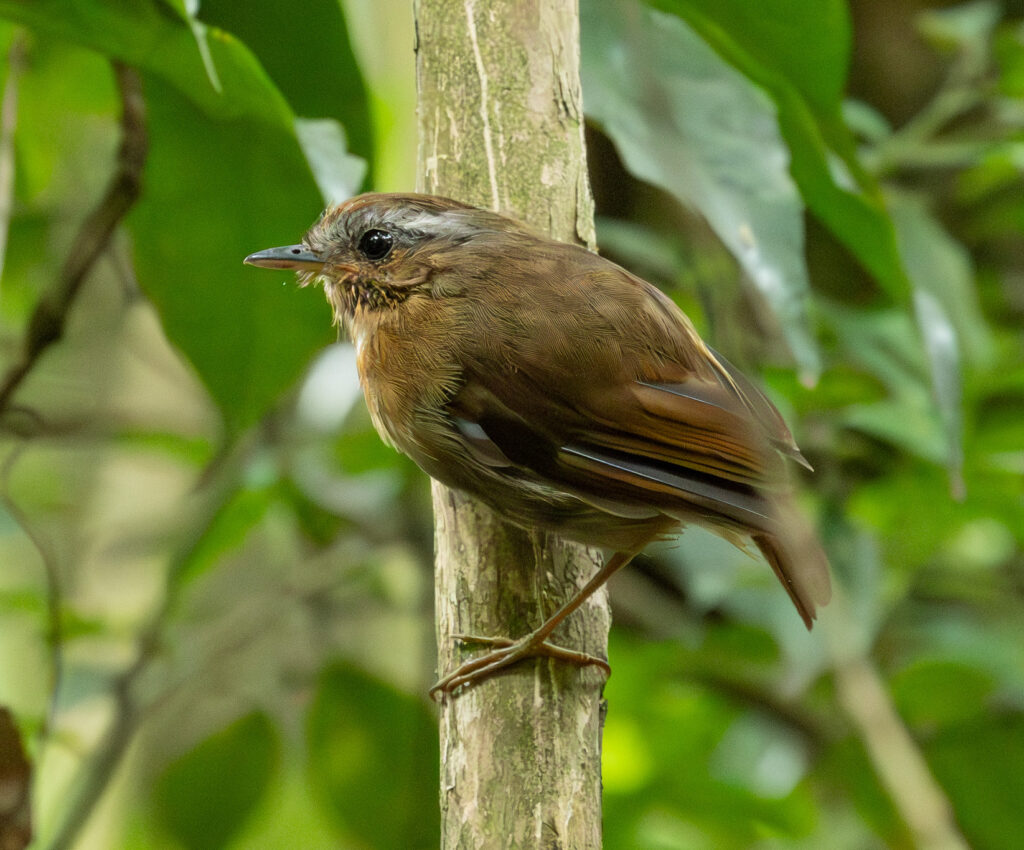 4w1a7375 enhanced nr