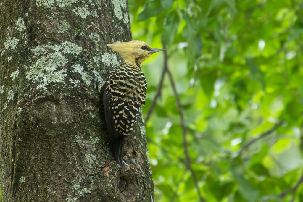 4w1a7616 enhanced nr