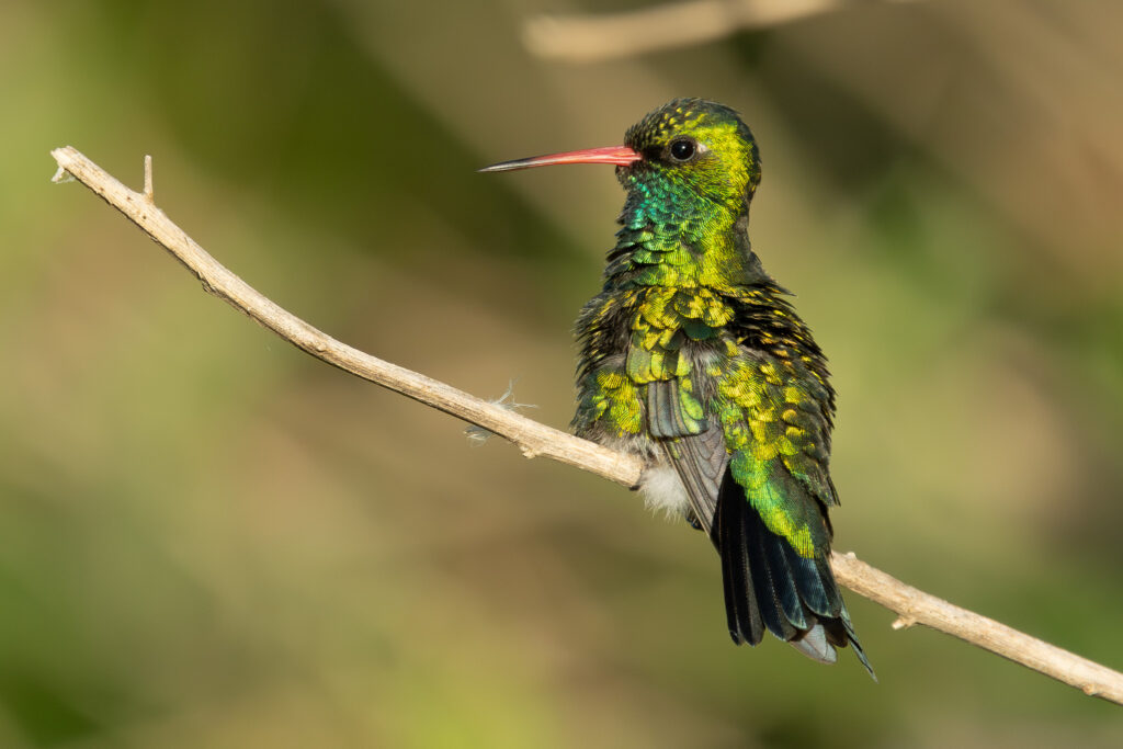 4w1a7951 enhanced nr