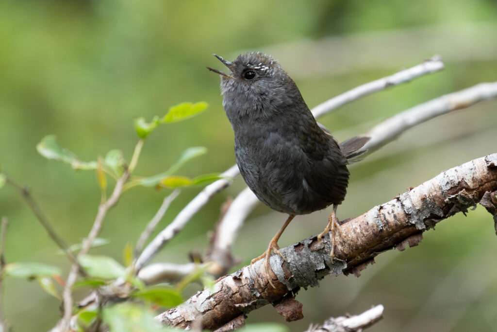 4w1a8950 enhanced nr