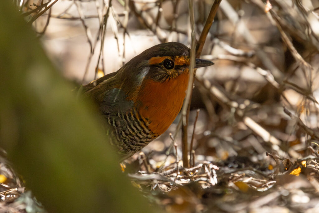 4w1a9841 enhanced nr