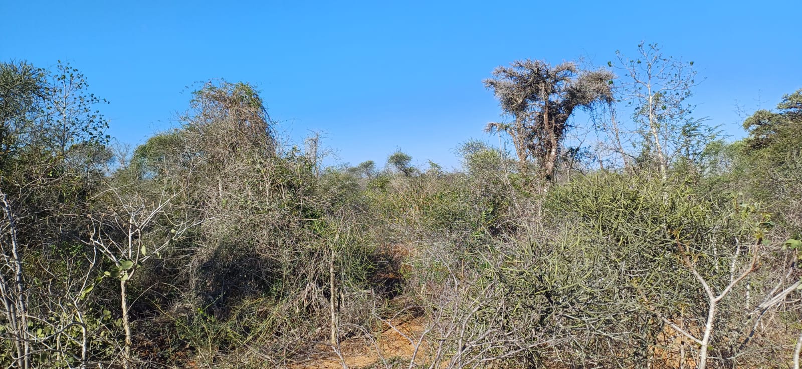 whatsapp image 2025 08 18 at 12.05.05 60c26967