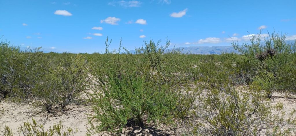 whatsapp image 2025 08 27 at 20.27.19 dce70b04