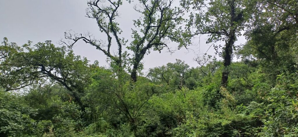 whatsapp image 2025 08 28 at 14.43.42 0bfda33f